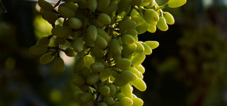 GRAPE