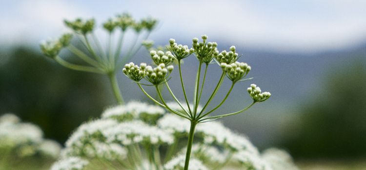 ANISEED