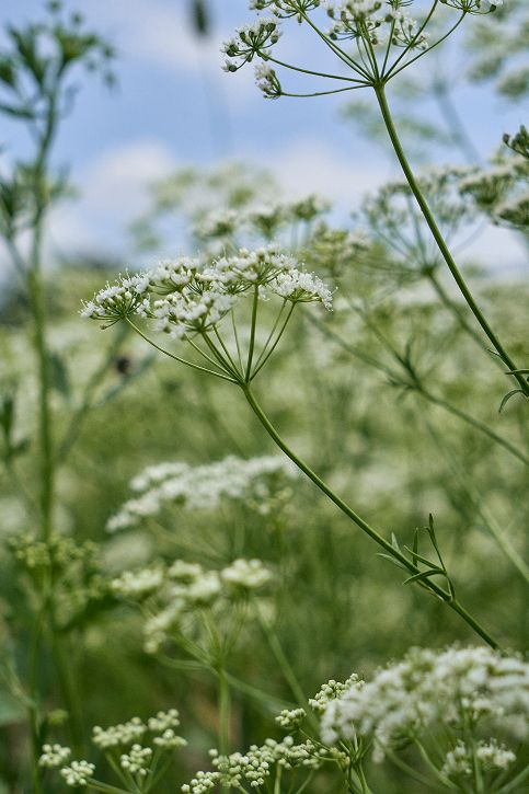 ANISEED